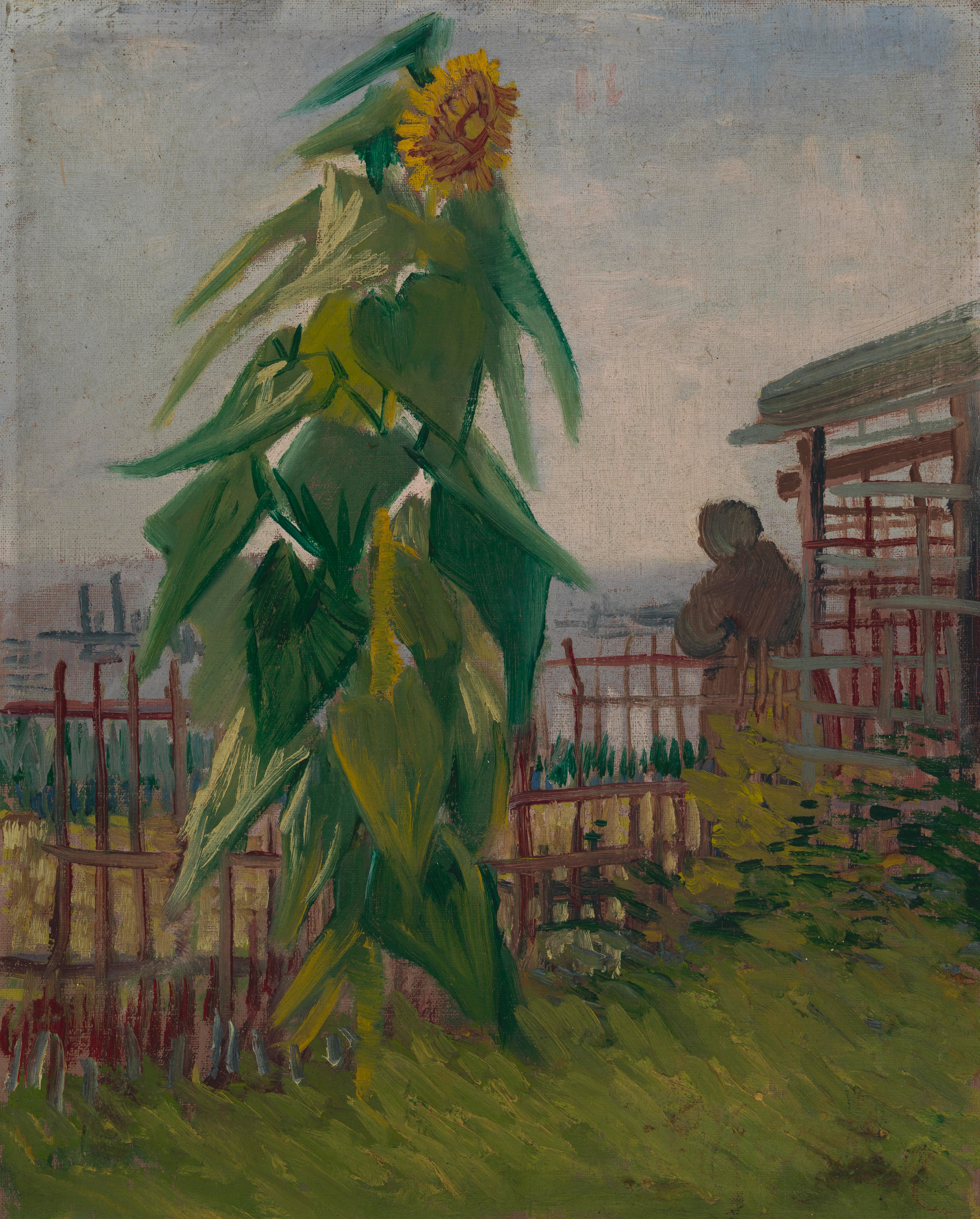 Allotment with Sunflower, 1887, by Vincent van Gogh