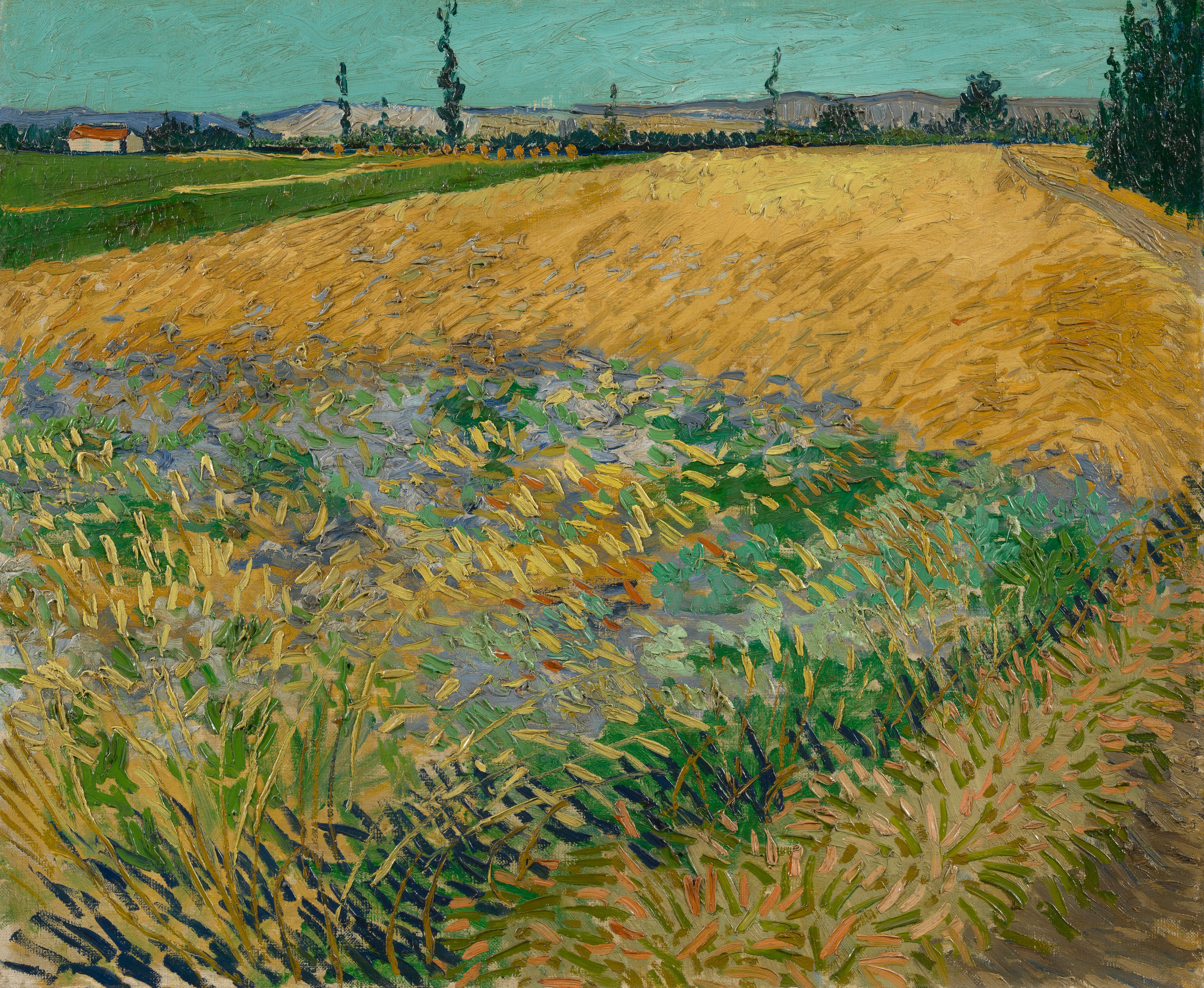 Wheatfield, 1888, by Vincent van Gogh