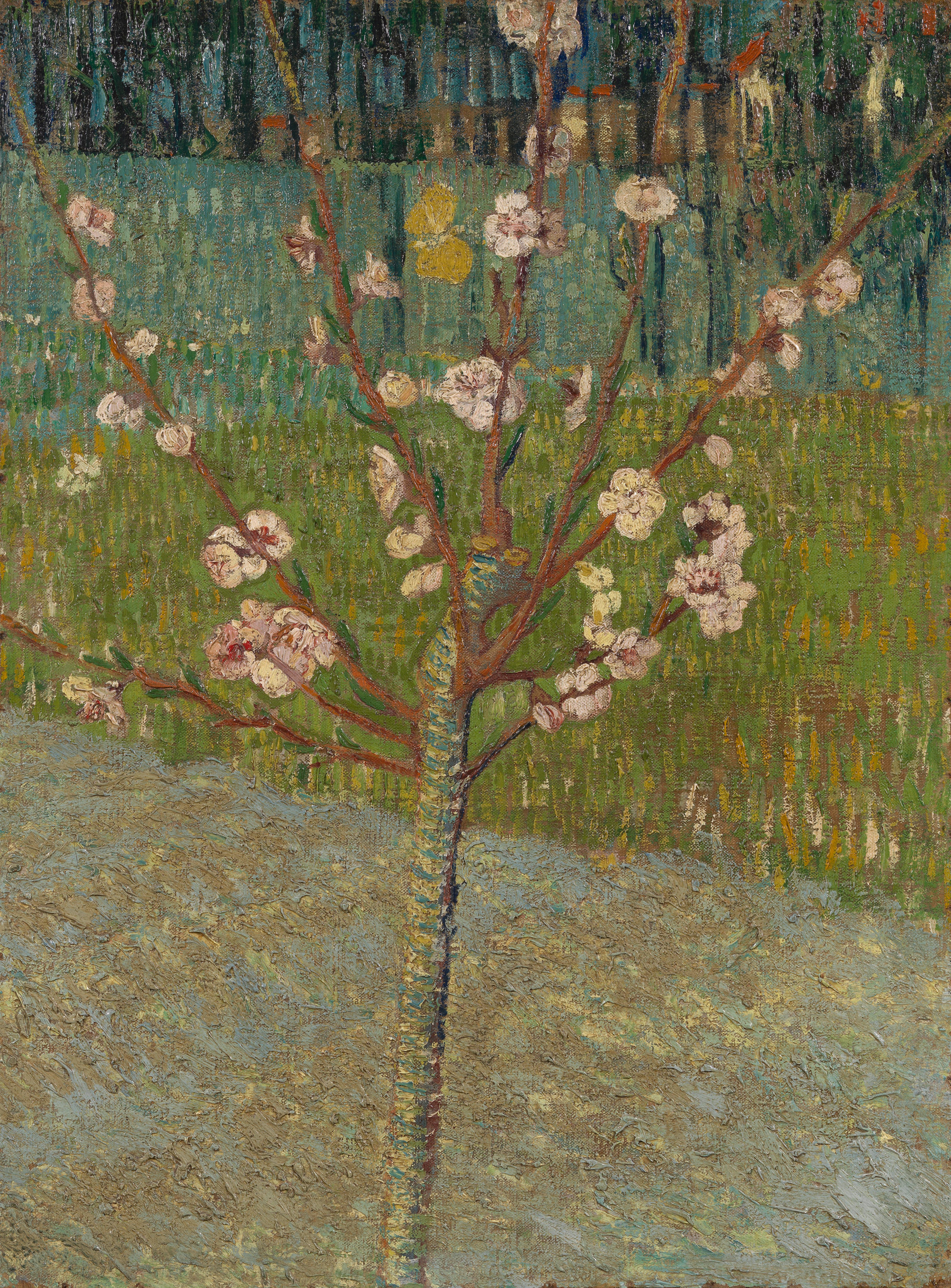 Almond Tree in Blossom, 1888, by Vincent van Gogh