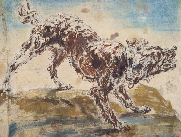 Study of a Dog by Jan Fyt
