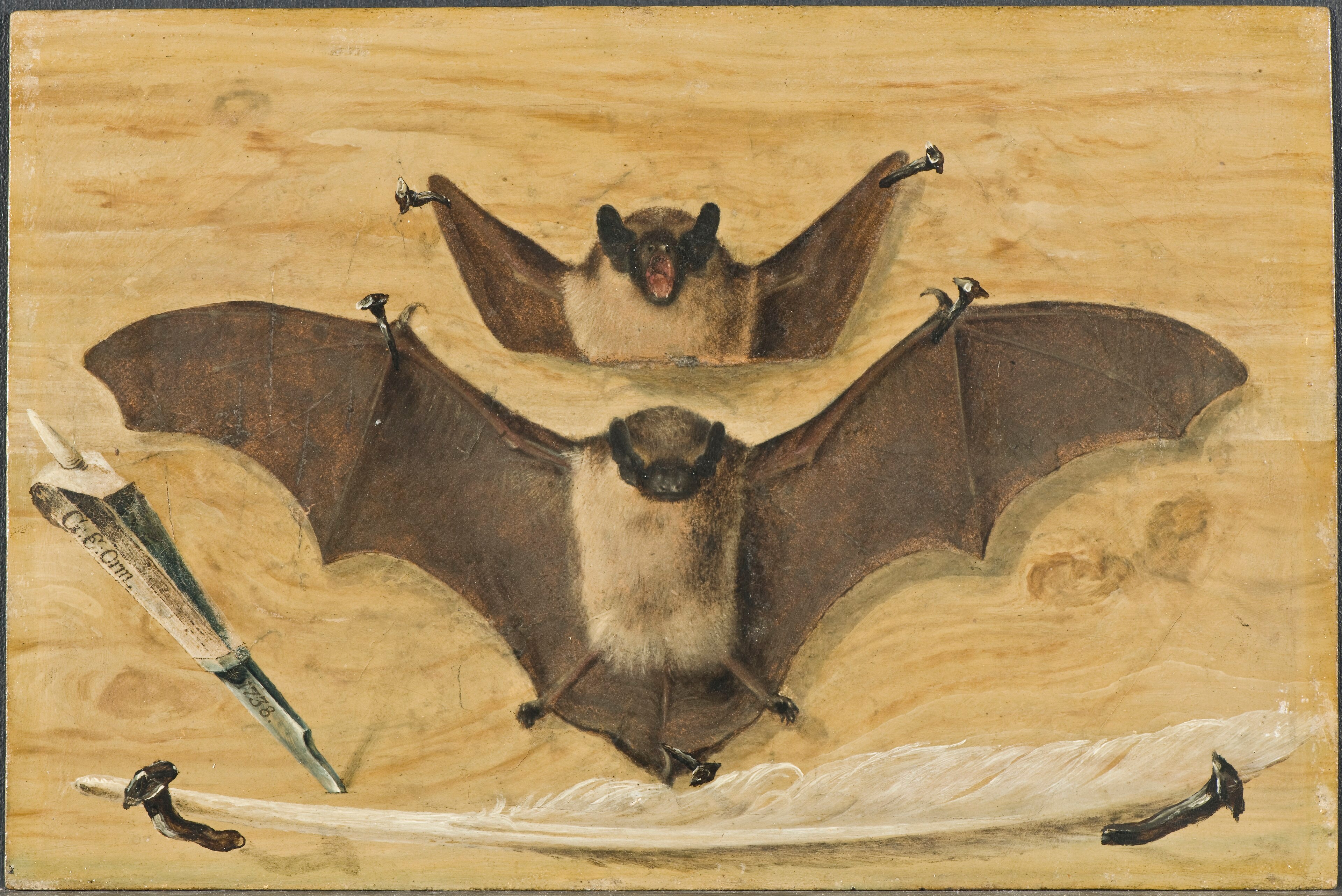 Trompe l'oeil: Two bats nailed to a timber wall, knife and quill pen ("The Bat Painting") by Gabriel Orm
