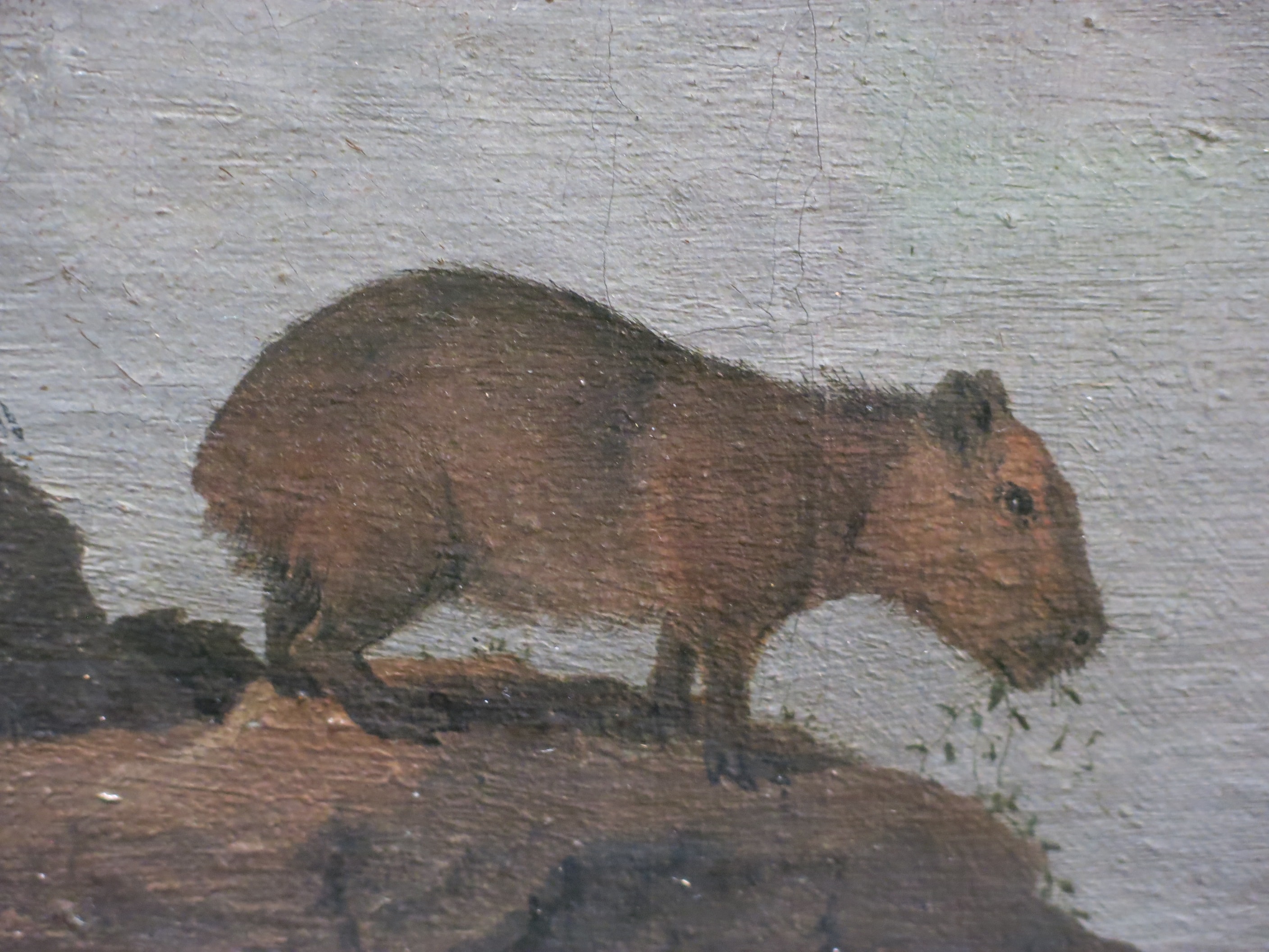 Rio San Francisco and Fort Maurice, Brazil (Louvre, INV 1727) - Capybara by Tangopaso